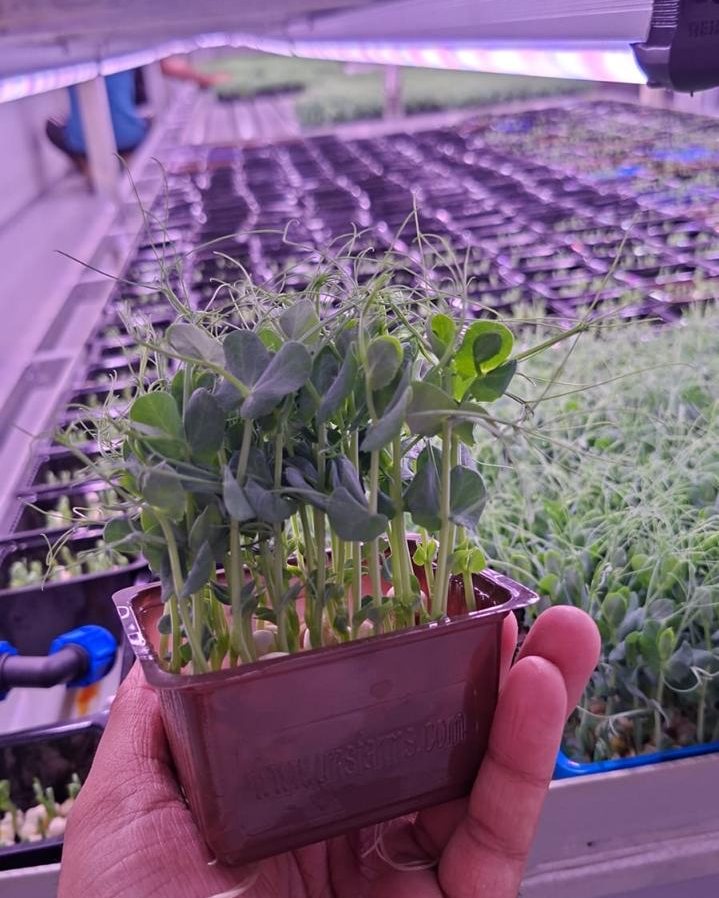 Affilla Cress