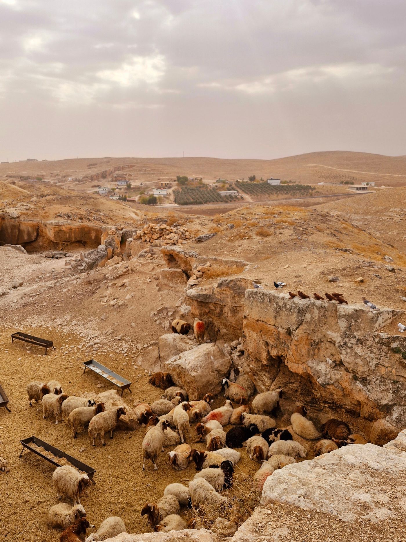 Natural meat from local UAE farms.