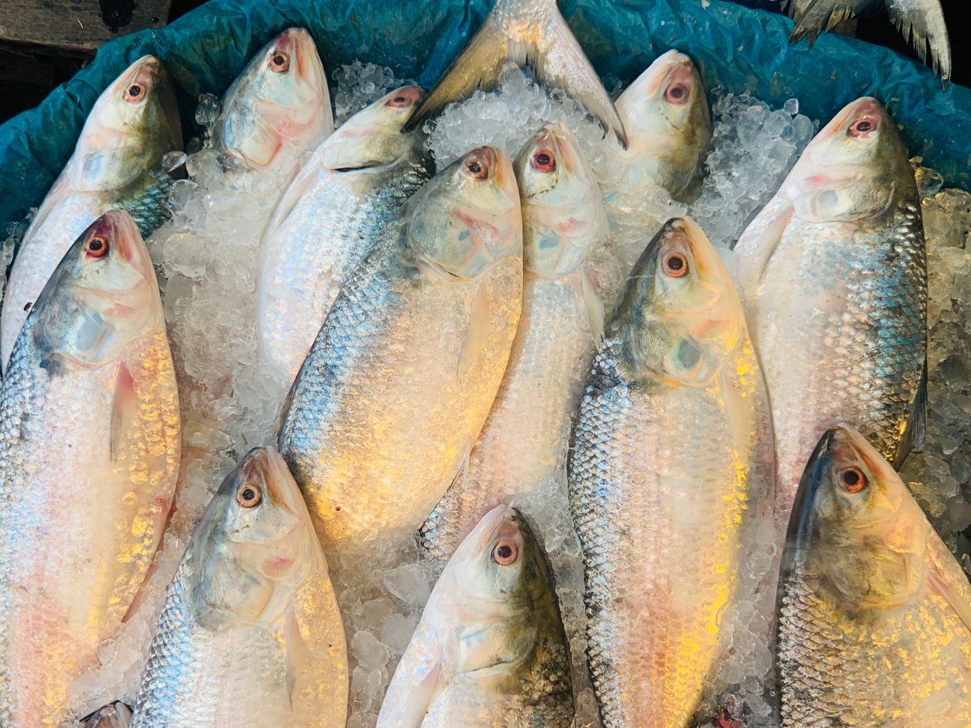 Fresh & Frozen Fish